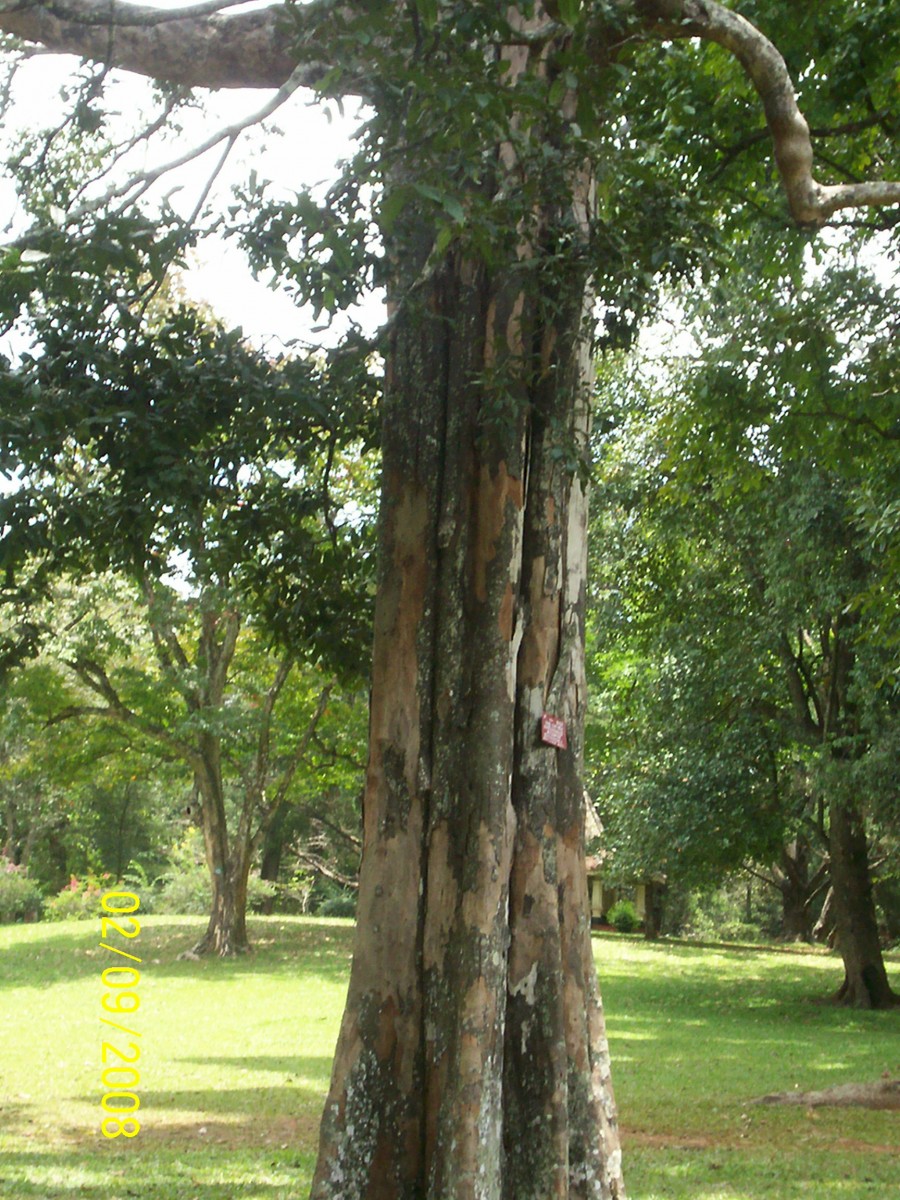 Diospyros atrata (Thwaites) Alston